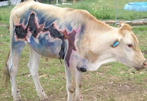 Une vache foudroyée